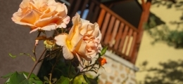 Fotogalerie